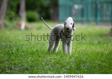 Bedlington Terrier in the park Royalty-Free Stock Photo #1409847626
