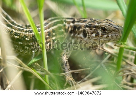 A large lizard hunts hiding in the grass. Animal wildlife in fields, reptile close up