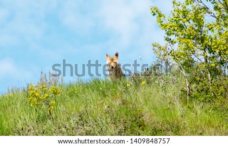 picture of a mother coyote on the lookout, while I'm taking pictures of her pups, Calgary, Alberta, Canada.