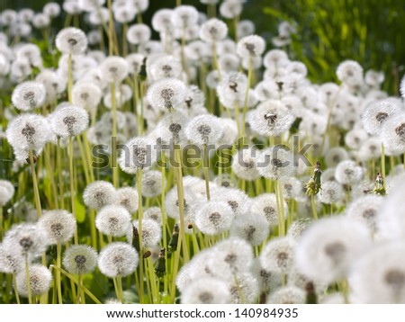 Wild and fluffy dandelion flowers