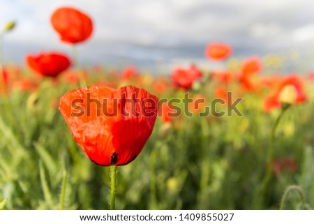 Poppy fields blooming with beautiful backgrounds.