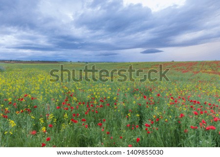 Poppy fields blooming with beautiful backgrounds.