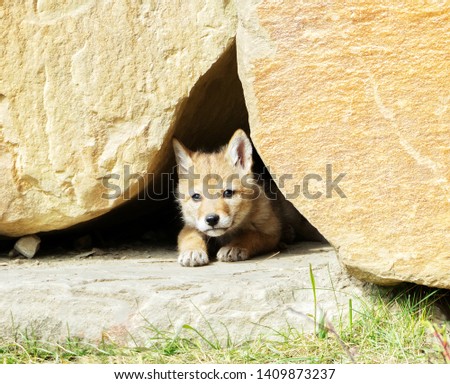 Picture of a coyote pup hiding in a rock wall in the city of Calgary, Alberta, Canada.