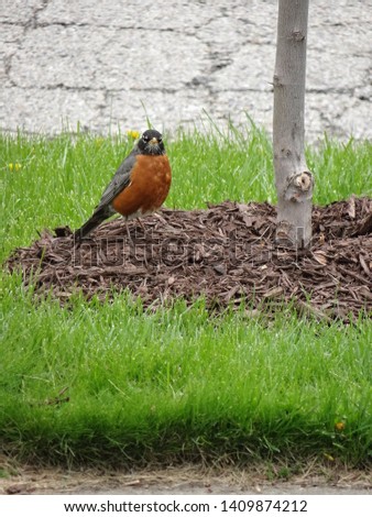 Robin enjoying the fruits of this Spring day searching for worms.