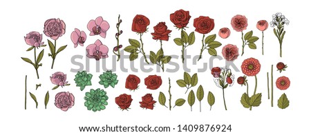 Hand drawn collection of flowers. roses, peony, succulent, orchid, dahlia, vector floral design elements. Isolated on white background.