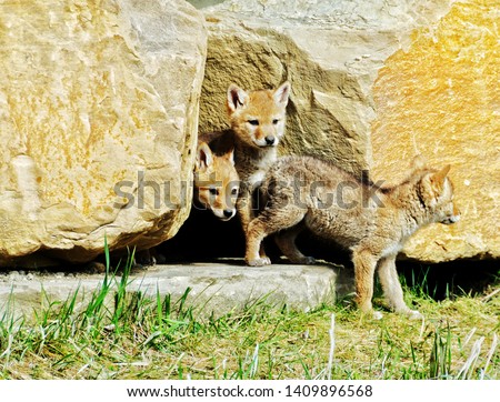 Picture of 3 coyote pups coming out of their den in the city of Calgary, Alberta, Canada.