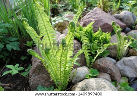 Beautyful ferns leaves green foliage natural floral fern background in sunlight. Royalty-Free Stock Photo #1409899400