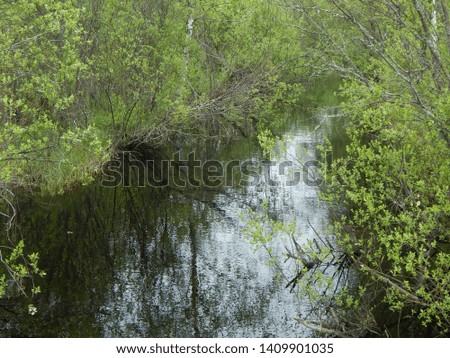 Forest swampy river and green reed