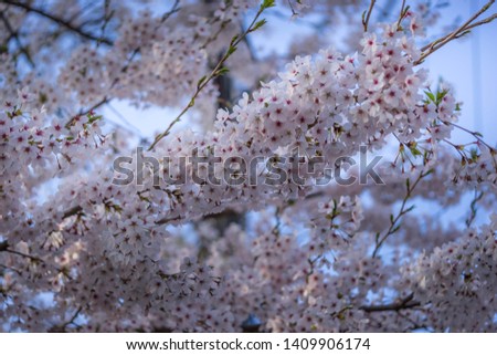 Blooming branches of a cherry tree