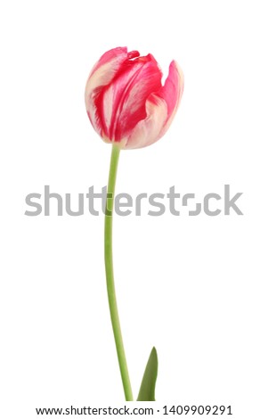 tulip isolated in white background