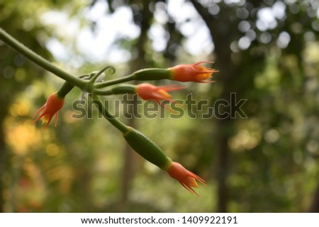 Green and Orange Spiky Blossoms