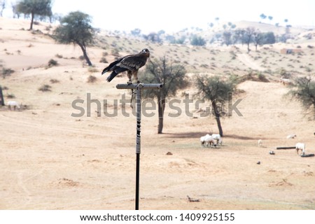 A brown eagle seemingly stands guard over a herd of arbian oryx