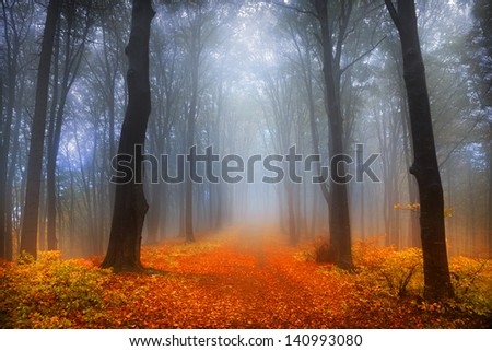 Foggy day into the forest during autumn