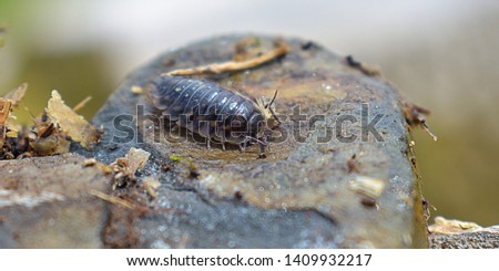 wood louse found in wales