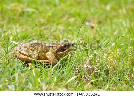 A common frog found in Wales