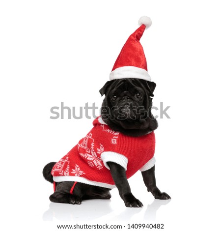 Brave looking pug staring to the camera while wearing a Christmas hat and jacket, sitting on white studio background