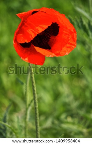 Blossom of red poppy in front of green background