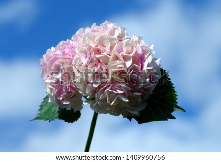 Pink hydrangea against sky in horizontal picture.