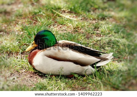Sleeping duck, the wounderful sleeping duck 