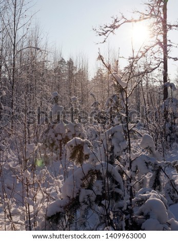 small and thin trees growing in the forest in the winter season. Photo in frosty sunny weather