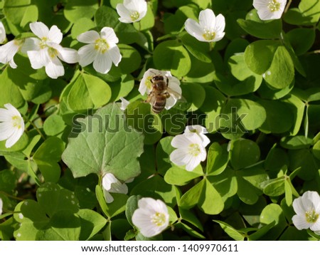 white flowers and green leaves of shamrock on a Sunny glade in the forest. bee collects nectar on the flower