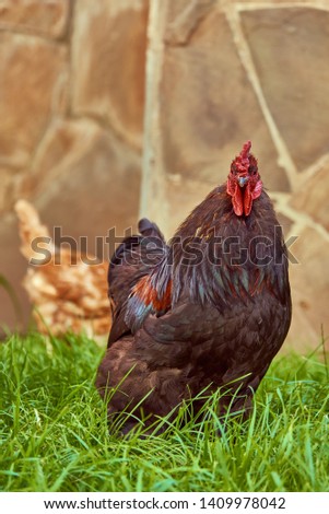Colorful proud rooster in green grass on stone wall background.
