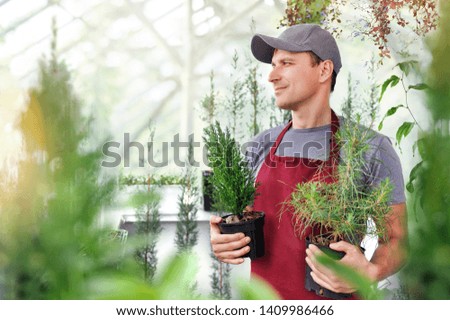 Salesman in the greenhouse holding young pine trees in pots Royalty-Free Stock Photo #1409986466
