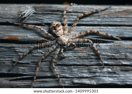 Flat red-gray spider macro on a mottled gray wood  background
