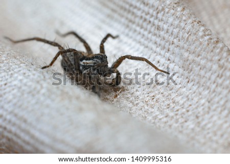 Flat red-gray spider macro on a mottled gray wood  background. Copy space 
