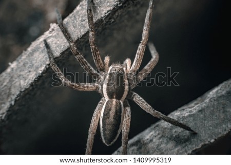 Big wary hunter spider  on dark background. Copy space
