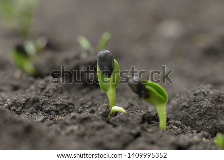 Sprouted seed of sunflower on the soil in the vegetable garden, closeup. Selective focus, copy space  Royalty-Free Stock Photo #1409995352