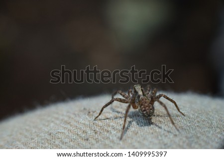 A small tiny spider sits on a cloth on a dark background. Selective focus, copy space. 