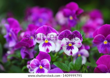 Flowers purple pansies group. Ornamental grass in the garden. Color ultra violet in nature