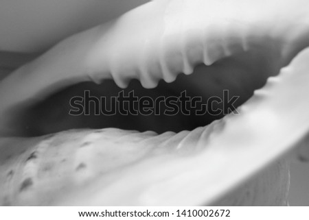 black and white photo of a large sea shell close up