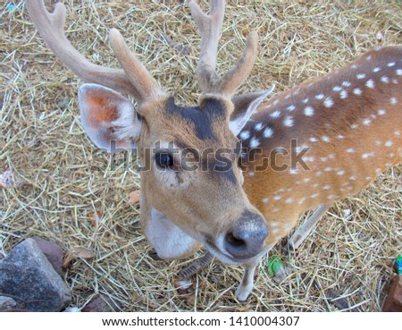 Different poses of spotted deer or axis deer Royalty-Free Stock Photo #1410004307