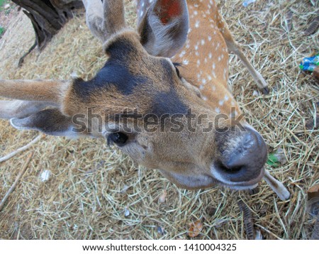 Different poses of spotted deer or axis deer Royalty-Free Stock Photo #1410004325