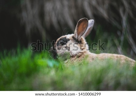 
A wild rabbit in a park located in selfoss, Iceland.