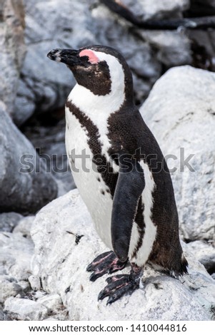 Portrait photo of an african penguin facing left, standing up on a rock by the ocean with his eyes closed. Shot in Stony Point Nature Reserve, Western Cape, South Africa.