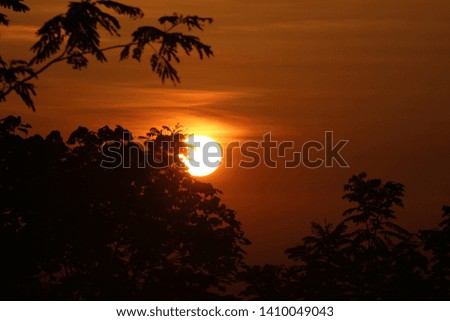 silhouette nature tree with atmosphere of a sunrise