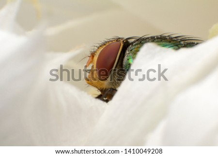 Macro shooting of Blow fly (Bluebottle, greenbottles, carrion flies ) insect sitting on flower