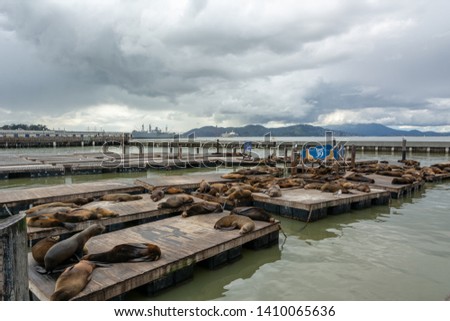 Pier 39, San Francisco, CA, USA. Sea lions on the wooden boards. Symbol of american city and tourist attraction on a foggy day. Animals are heated on wooden platforms. 