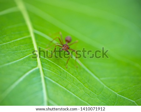 Fire ant on branch in nature green background, Life cycle.Ant action standing on green leaves.Photo select focus.