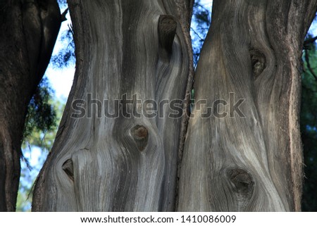 A tree trunk with lines