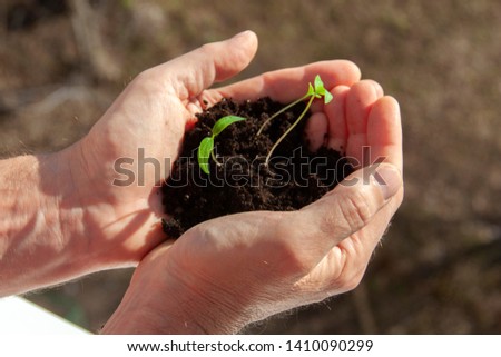 sprouted sprouts with soil in the palms