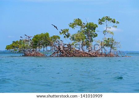 Small mangrove island with frigate seabird, Caribbean, Bocas del Toro, Panama