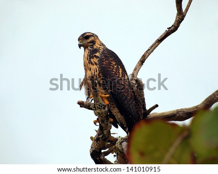 Young common Black-Hawk, Buteogallus anthracinus, on tree branch, Caribbean coast of Costa Rica, Central America