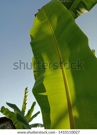 
pictures of beautiful banana leaves