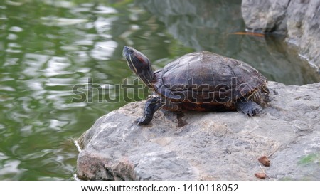 The turtle is an amphibian.