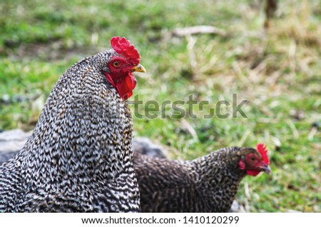 Two White and Black Chickens Portrait Close Up Blurred Background