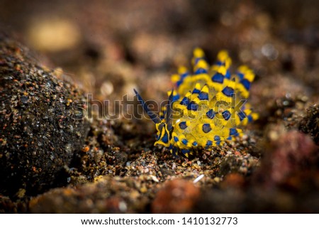 beautiful nudibranch on coral in clear water 